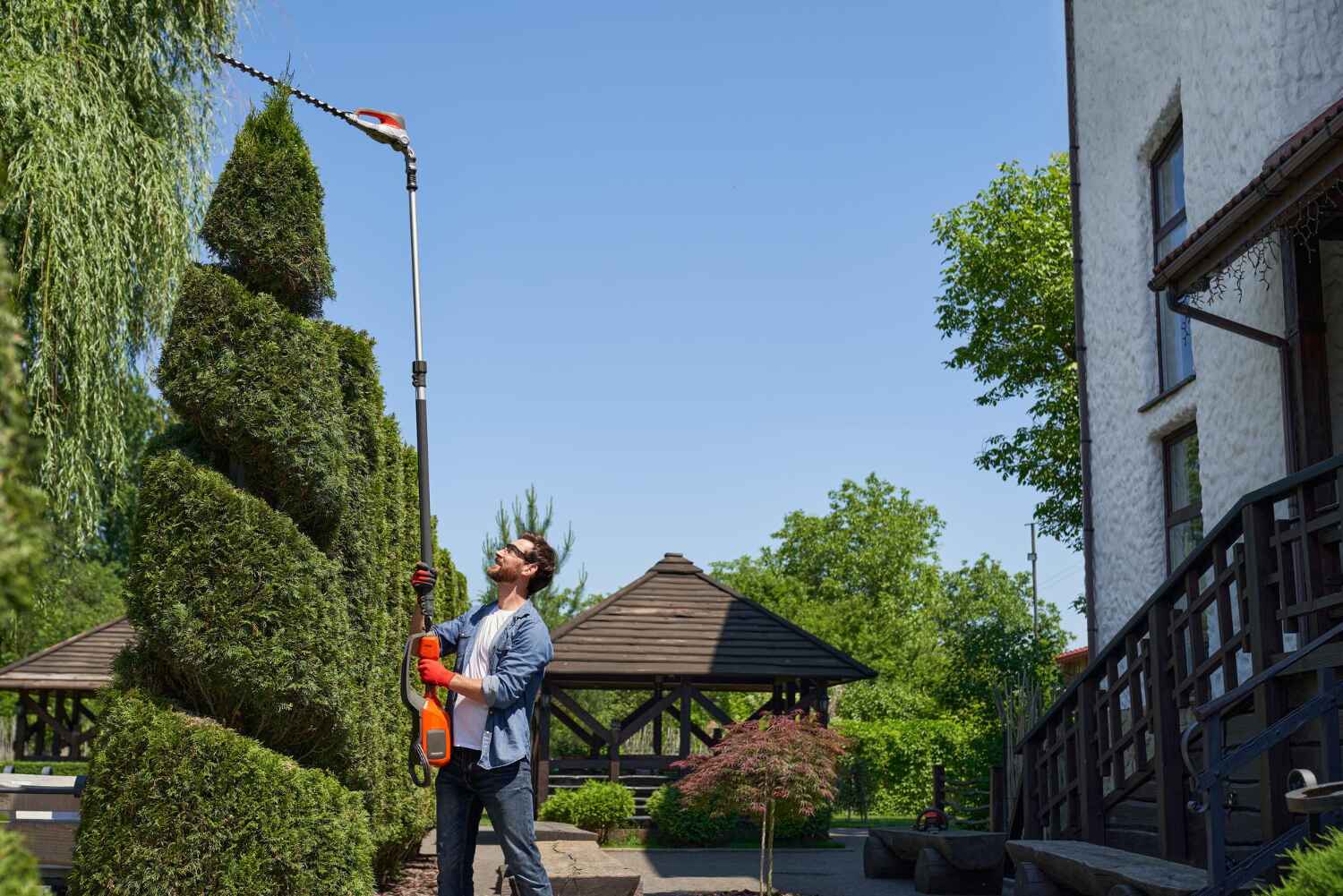 Palm Tree Trimming in Crestwood, MO